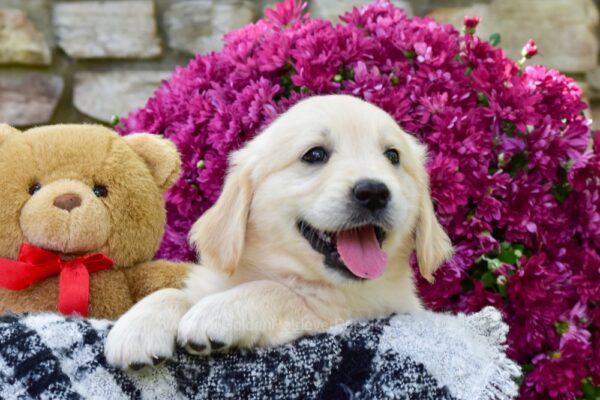 Image of Wren, a Golden Retriever puppy