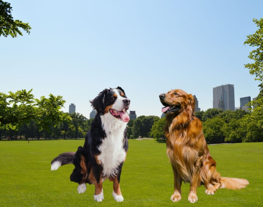 Golden Retriever vs. Bernese Mountain Dog