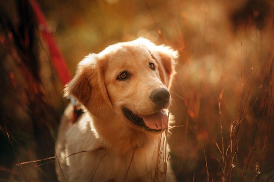 Golden Retrievers Have A Black Spot On Their Tongue