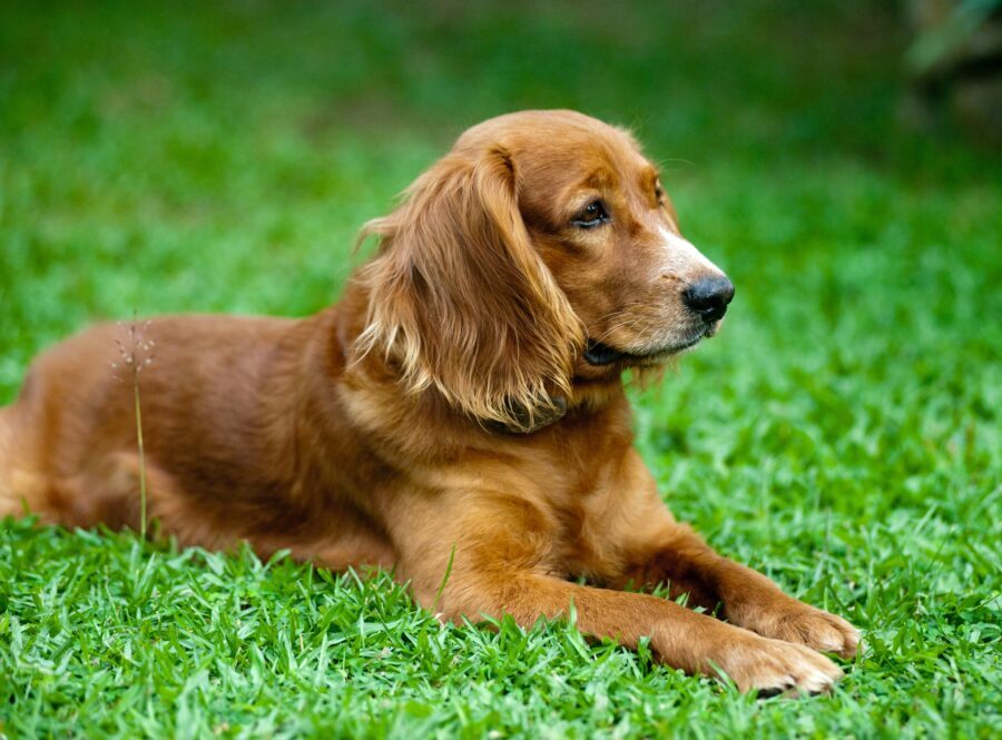 Golden Retrievers Smart