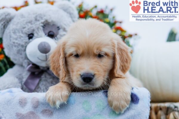 Image of Gunner, a Golden Retriever puppy