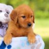 Image of Hazel, a Golden Retriever puppy
