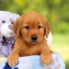 Image of Hazel, a Golden Retriever puppy