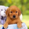 Image of Hazel, a Golden Retriever puppy