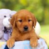 Image of Hazel, a Golden Retriever puppy
