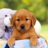 Image of Hazel, a Golden Retriever puppy