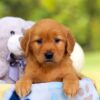 Image of Hazel, a Golden Retriever puppy