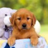 Image of Hazel, a Golden Retriever puppy