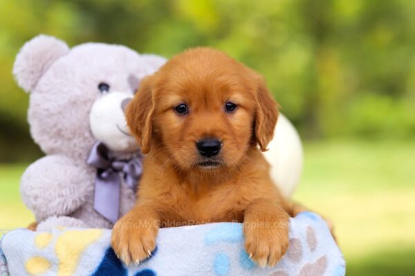 Image of Hazel, a Golden Retriever puppy
