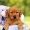 Image of Hazel, a Golden Retriever puppy
