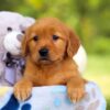 Image of Hazel, a Golden Retriever puppy