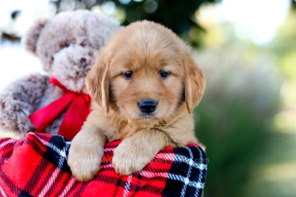 Image of October, a Golden Retriever puppy