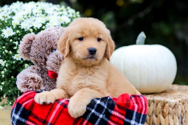 Image of Poppy, a Golden Retriever puppy