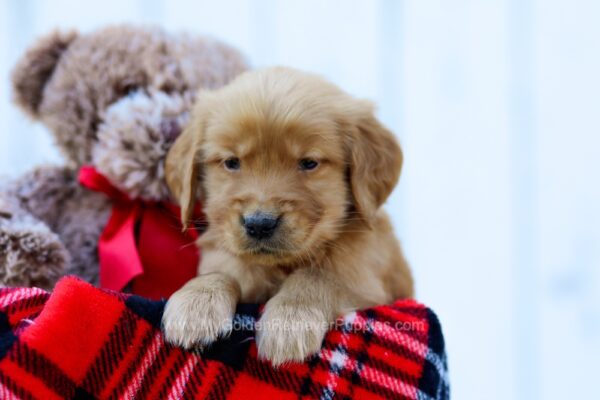 Image of Roger, a Golden Retriever puppy