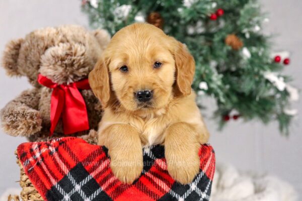 Image of Asher, a Golden Retriever puppy