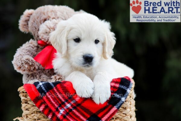 Image of Bentley, a Golden Retriever puppy