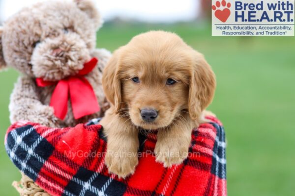 Image of Blake, a Golden Retriever puppy