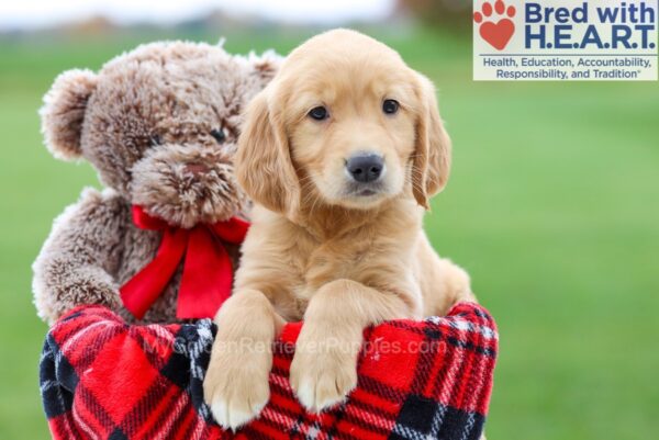 Image of Bozo, a Golden Retriever puppy