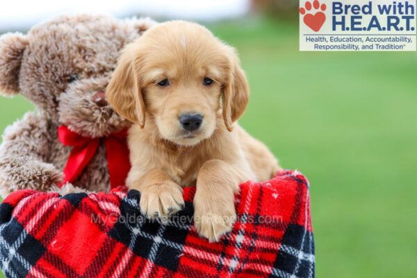 Image of Bruno, a Golden Retriever puppy