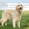Image of Duke ❤️ Crystal - July 29, a Golden Retriever puppy