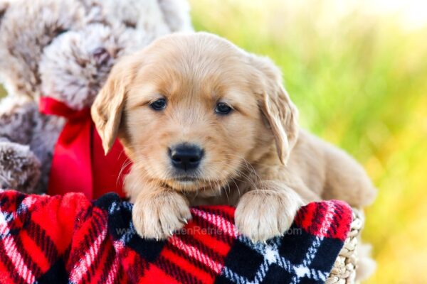 Image of Edna, a Golden Retriever puppy