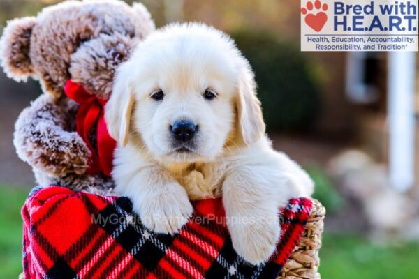 Image of Houston, a Golden Retriever puppy