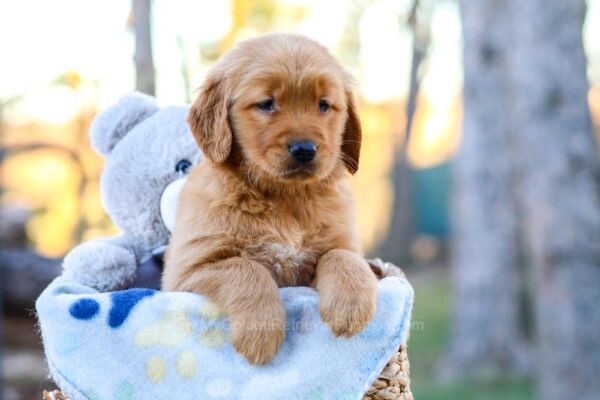 Image of Iona, a Golden Retriever puppy