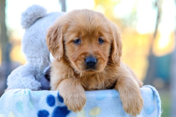 Image of Iria, a Golden Retriever puppy