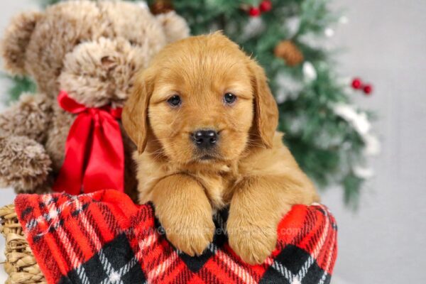 Image of Jana, a Golden Retriever puppy