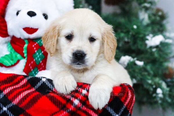 Image of Janice, a Golden Retriever puppy