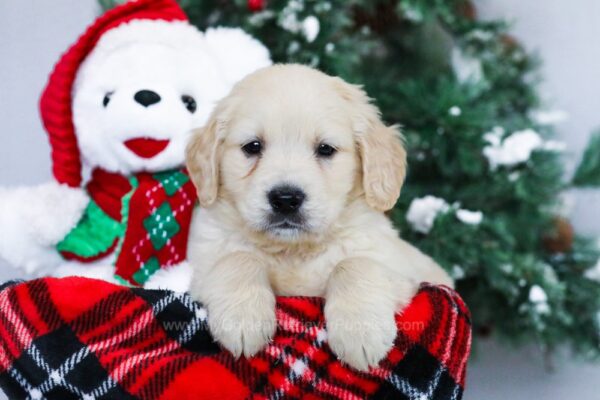 Image of Jay, a Golden Retriever puppy