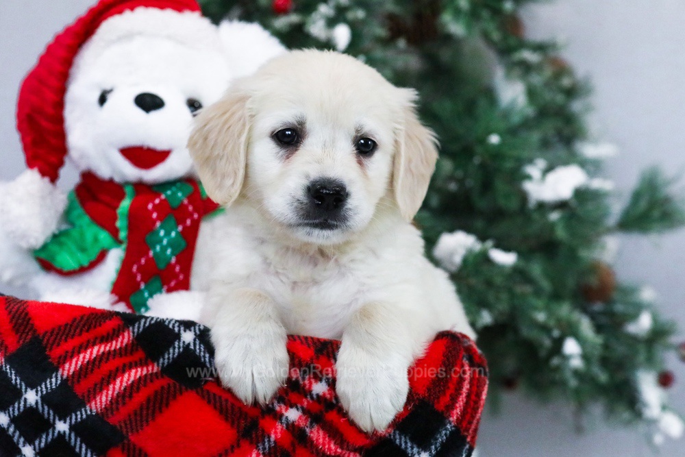 Joelle Image of Joelle, a Golden Retriever puppy