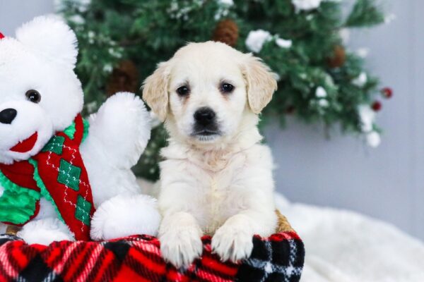 Image of Josephine, a Golden Retriever puppy