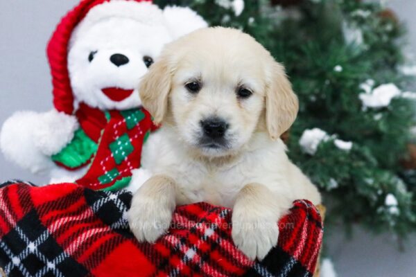 Image of Juliette, a Golden Retriever puppy