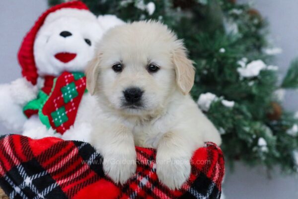 Image of Justice, a Golden Retriever puppy