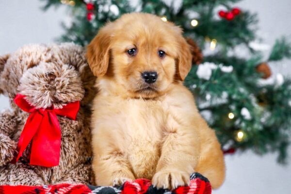 Image of Kamala, a Golden Retriever puppy