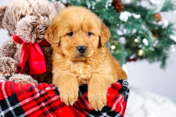 Image of Karla, a Golden Retriever puppy