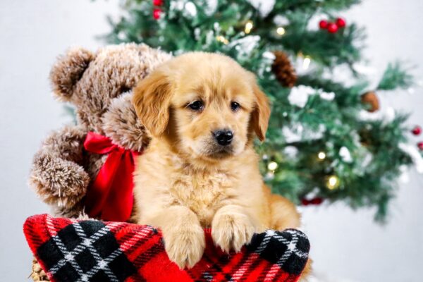 Image of Kate, a Golden Retriever puppy