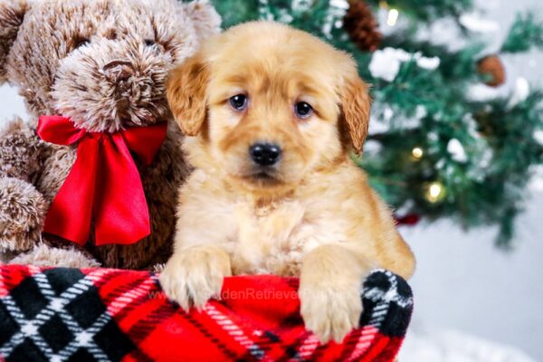 Image of Kayley, a Golden Retriever puppy