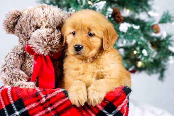 Image of Kelsey, a Golden Retriever puppy