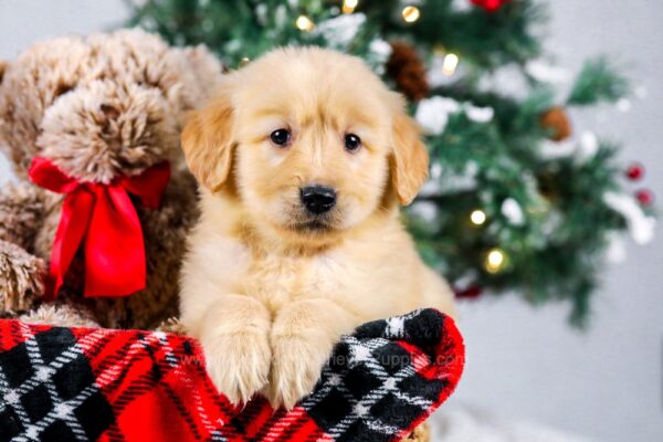 Image of Kenny, a Golden Retriever puppy