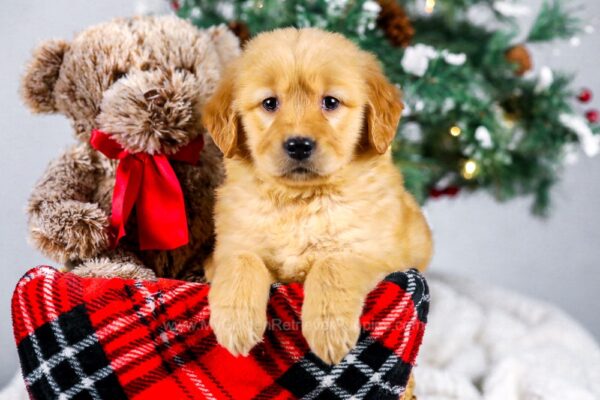 Image of Kie, a Golden Retriever puppy