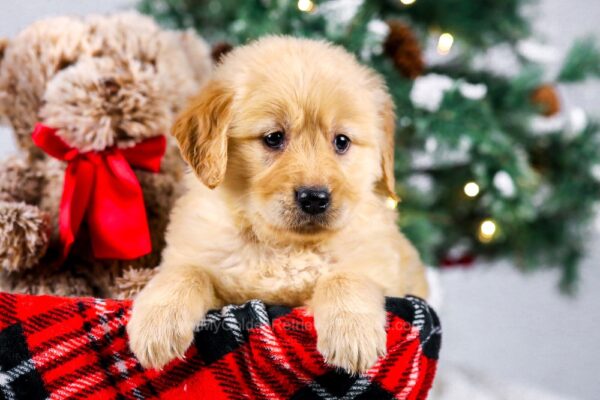 Image of Kylie, a Golden Retriever puppy