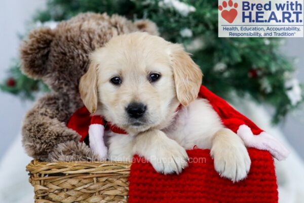 Image of Maddie, a Golden Retriever puppy