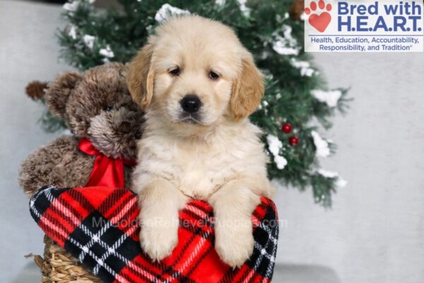 Image of Maggie, a Golden Retriever puppy