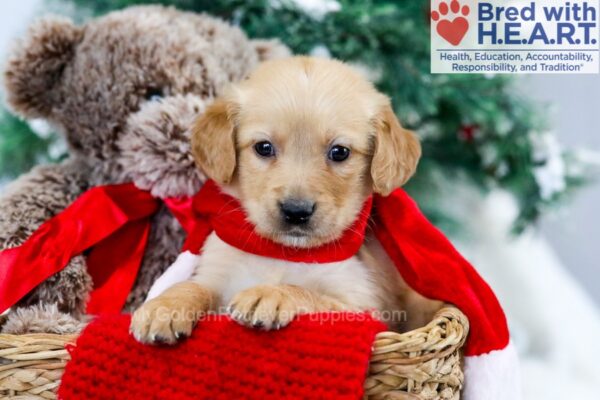 Image of Malik, a Golden Retriever puppy