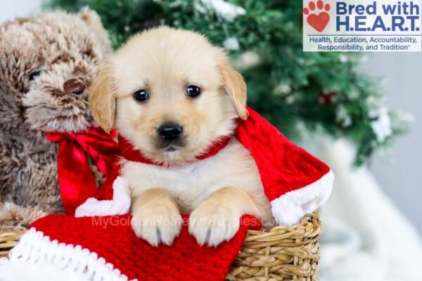 Image of Mallory, a Golden Retriever puppy