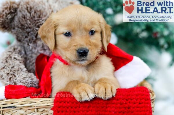 Image of Marley, a Golden Retriever puppy