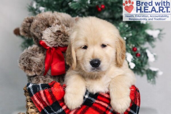 Image of Marshal, a Golden Retriever puppy