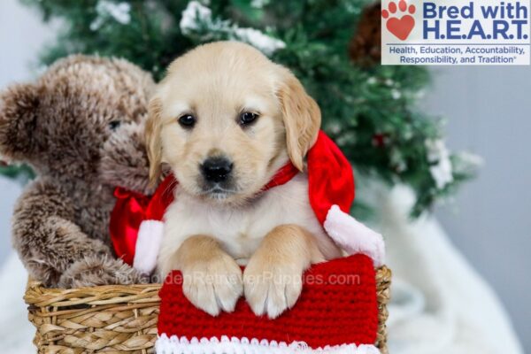 Image of Mason, a Golden Retriever puppy